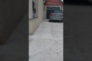 My dog Lory 🥰🥰🥰 #animals #cute #funny #playing #video #viral #youtubeshorts #youtube #amazing