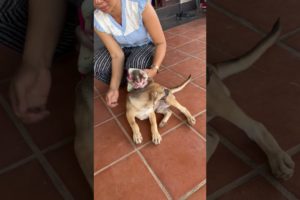 NB MODO Playing With Puppy Kiki