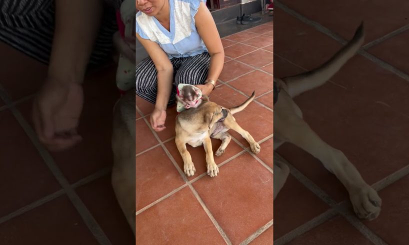 NB MODO Playing With Puppy Kiki