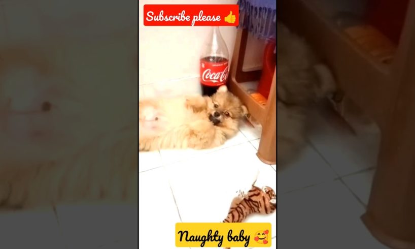Naughty dogs🥰🐕#naughty animals # Playing babies #funny #emotional #puppy #pet #short# short break