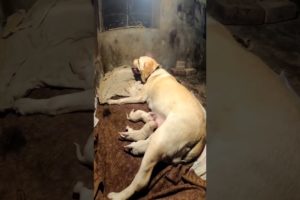 Newborn puppies। Labrador puppies। Cute puppies। #Shorts