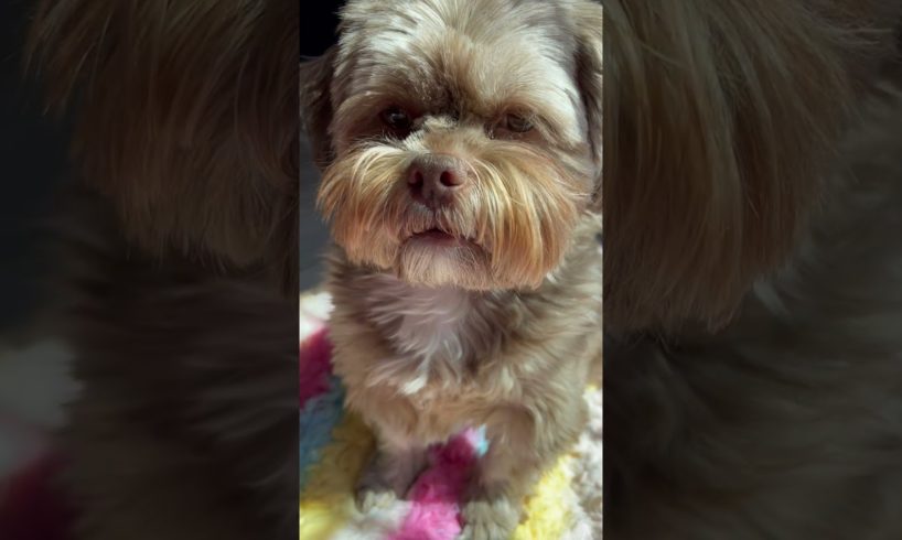 No 📸📵 Golden Shorkie puppy dog | cutest puppies | red nose puppy | beautiful dogs | fluffy paws