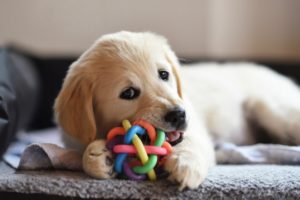 Over 30 video clips of PLAYING PUPPIES | Cute puppies playing