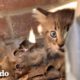 Papá e hija encuentran a un gatito durante su viaje en bici | El Dodo