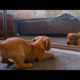Pawsitively Adorable: The Cutest Puppies You'll Ever See!