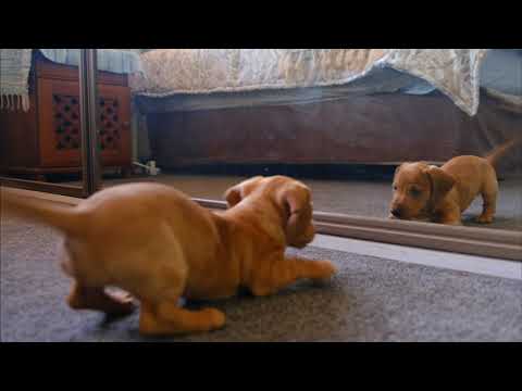 Pawsitively Adorable: The Cutest Puppies You'll Ever See!