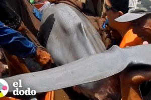 Personas encuentran un delfín atrapado en aguas poco profundas | Corazones Salvajes | El Dodo