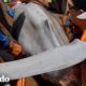 Personas encuentran un delfín atrapado en aguas poco profundas | Corazones Salvajes | El Dodo