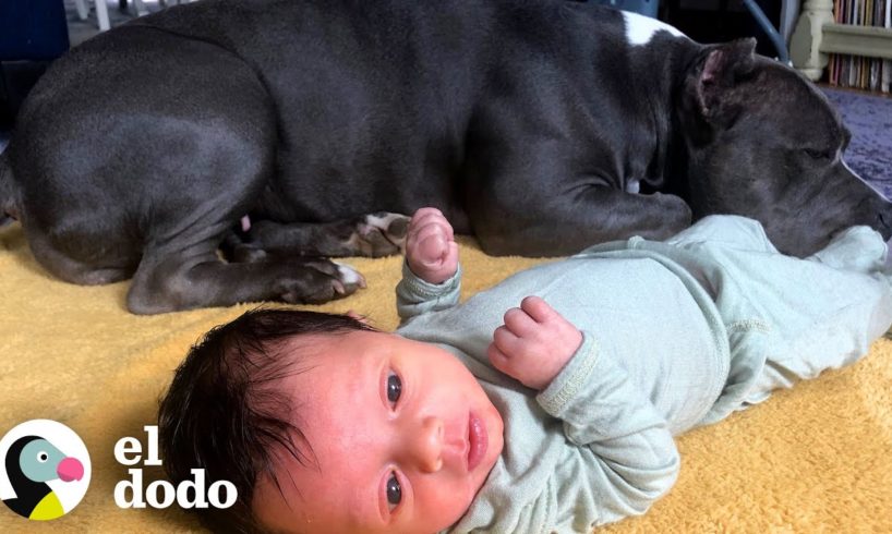 Pitbull rescatado nunca se aleja del lado de su hermano pequeño | Puro Pitbull | El Dodo