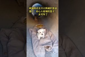Poor animals, Abandoned dog wants to be rescued 9