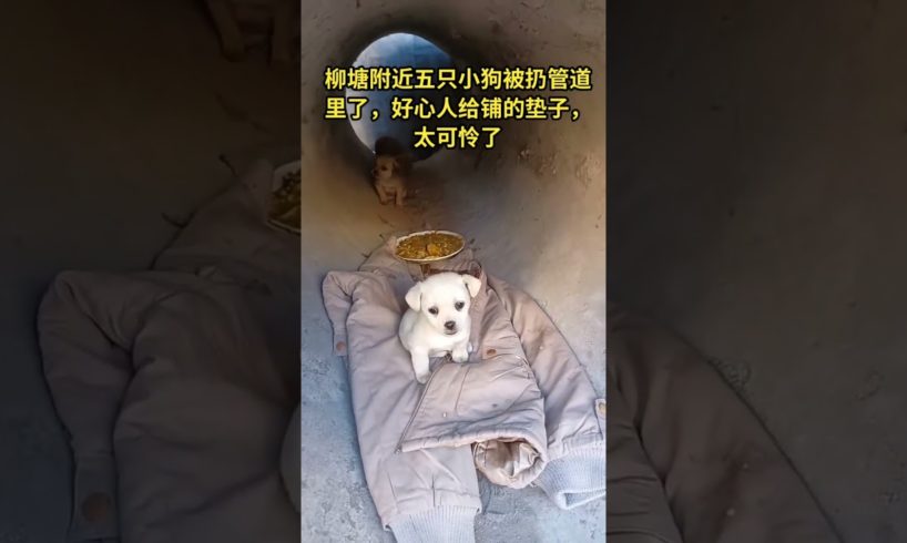 Poor animals, Abandoned dog wants to be rescued 9