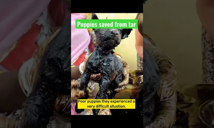 Puppies saved from the sticky tar | Reaction video  #shorts #reactionvideo #rescue