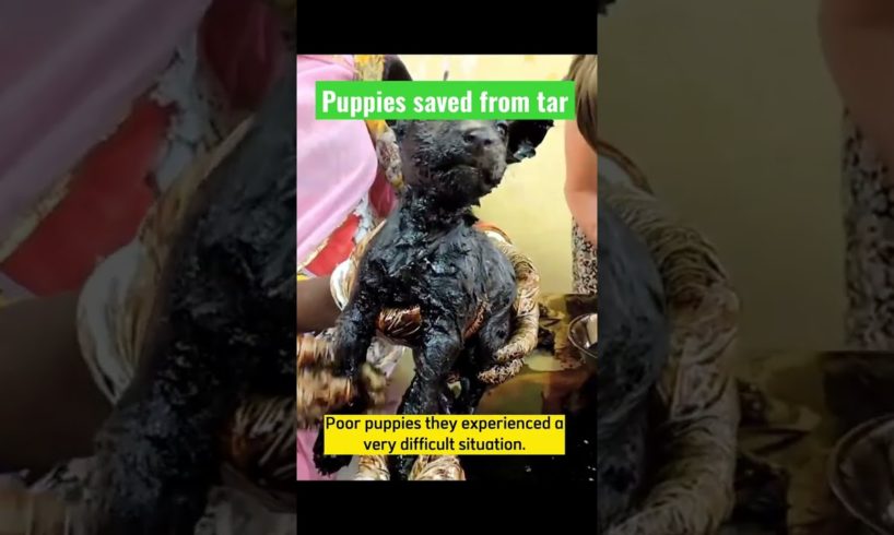 Puppies saved from the sticky tar | Reaction video #shorts #reactionvideo #rescue