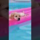 Puppy Love: The Cutest Puppies You'll Ever See!. #shorts #puppies #animals