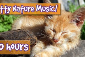 Relaxing Cat and Kitten Music with Nature Sounds! Music to Calm Cats with Nature and Animal Sounds!