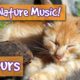 Relaxing Cat and Kitten Music with Nature Sounds! Music to Calm Cats with Nature and Animal Sounds!