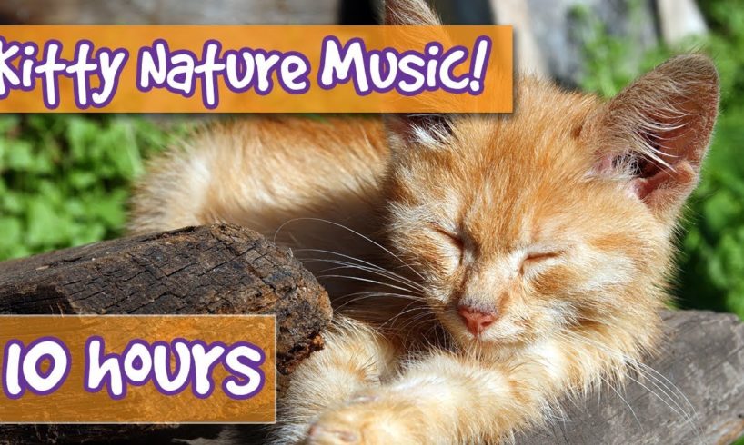 Relaxing Cat and Kitten Music with Nature Sounds! Music to Calm Cats with Nature and Animal Sounds!