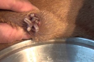 Removing Monster Mango worms From Helpless Dog! Animal Rescue Video 2022 #5