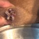 Removing Monster Mango worms From Helpless Dog! Animal Rescue Video 2022 #5