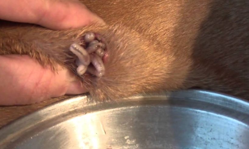 Removing Monster Mango worms From Helpless Dog! Animal Rescue Video 2022 #5