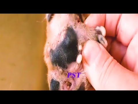 Removing Monster Ticks From Helpless Dog ! Animal Rescue Video 2022
