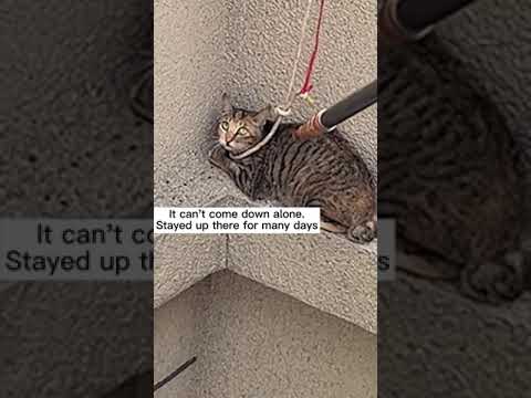 Rescue abandoned animals that break your heart 0010 #shorts | Police Rescue