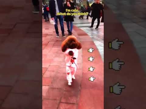 Rescue abandoned animals that break your heart 007 #shorts | Police Rescue