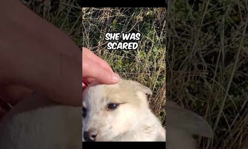 Rescue of a Sad Lonely Puppy 😥 #shorts