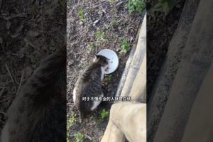 Rescue stray animals, Abandoned Cat wants to be rescued, 33