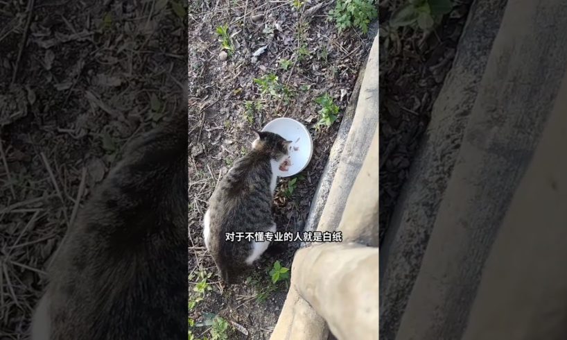 Rescue stray animals, Abandoned Cat wants to be rescued, 33