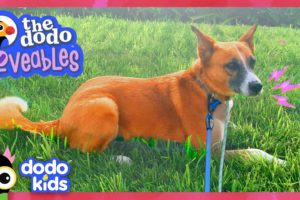 Scared Dog Won't Come Out... Until She Meets Someone Special! | Dodo Kids | Loveables