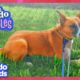 Scared Dog Won't Come Out... Until She Meets Someone Special! | Dodo Kids | Loveables