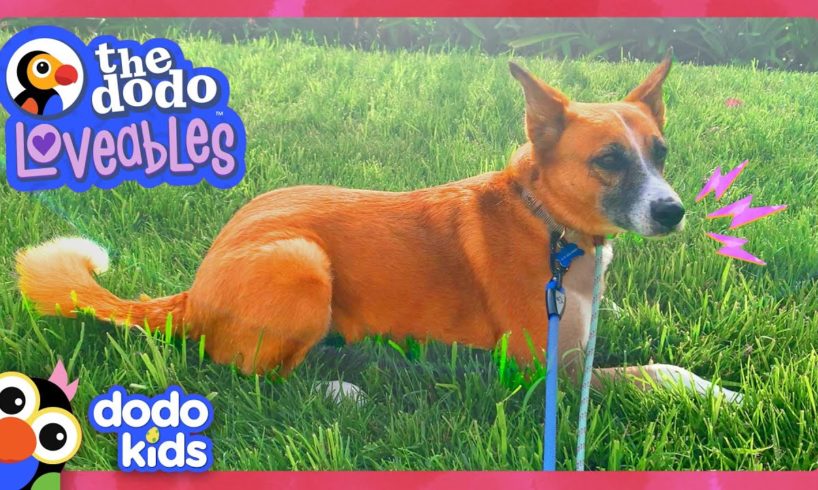 Scared Dog Won't Come Out... Until She Meets Someone Special! | Dodo Kids | Loveables