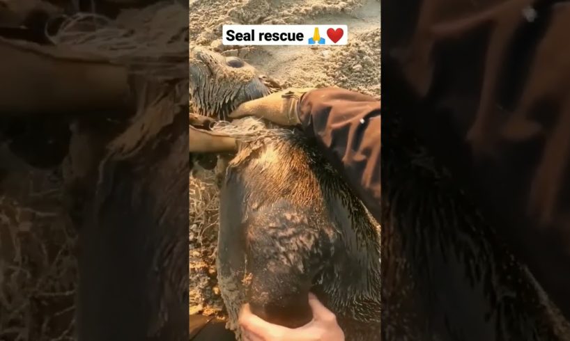 Seal rescue😲#sealife🐧#sealrescue #humanity🙏#animals