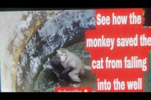 See how the "monkey saved the cat"  from falling into the #well #viral #most