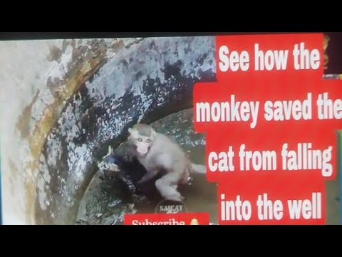 See how the "monkey saved the cat"  from falling into the #well #viral #most