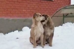 Shedding tears with two blind puppies leading each other to beg for food