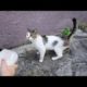 Stray Cat is very Hungry and he is Looking for Something to Eat l RESCATE ANIMALES