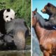 Strongest Friendships Between Wild Animals Caught On Camera