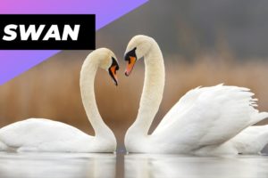 Swan 🦢 One Of The Cutest and Dangerous Animals In The World #shorts