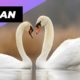 Swan 🦢 One Of The Cutest and Dangerous Animals In The World #shorts