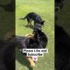 THE CUTEST PUPPIES EVER #germanshepherd #shorts #viral  #trending #youtubeshorts #youtube #subscribe