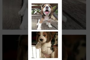 THIS or That Cute Beagle Puppies, PUPPY Edition!! Cutest Puppies Ever!! #short