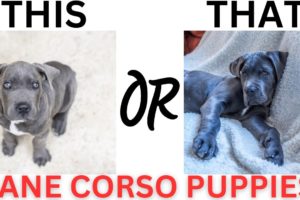 THIS or That Cute Cane Corso PUPPY Edition!! Cutest Puppies Ever!!