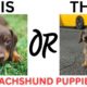 THIS or That Cute Dachshund Puppies, PUPPY Edition!! Cutest Puppies Ever!!