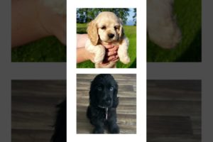 THIS or That Cute English Cocker Spaniel PUPPY Edition!! Cutest Puppies Ever!! #short