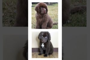 THIS or That Cute Newfoundland PUPPY Edition!! Cutest Puppies Ever!! #short