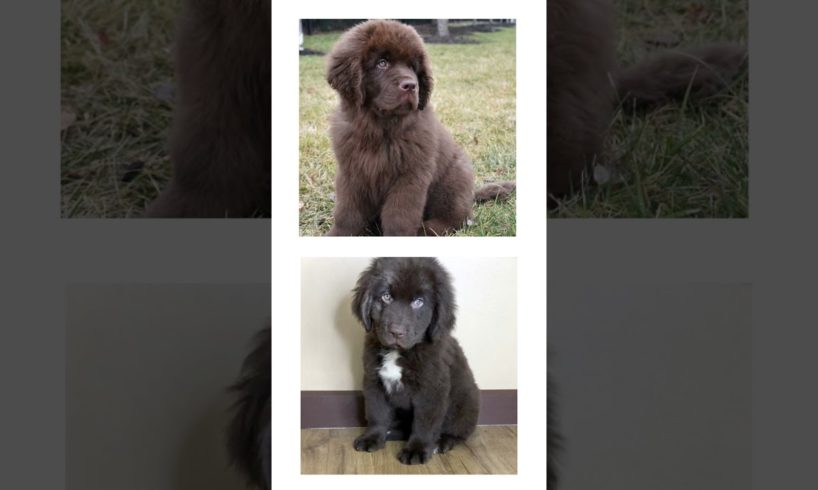 THIS or That Cute Newfoundland PUPPY Edition!! Cutest Puppies Ever!! #short