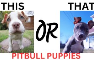 THIS or That Cute PitBull PUPPY Edition!! Cutest Puppies Ever!! Pit Bull Edition!!