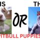 THIS or That Cute PitBull PUPPY Edition!! Cutest Puppies Ever!! Pit Bull Edition!!